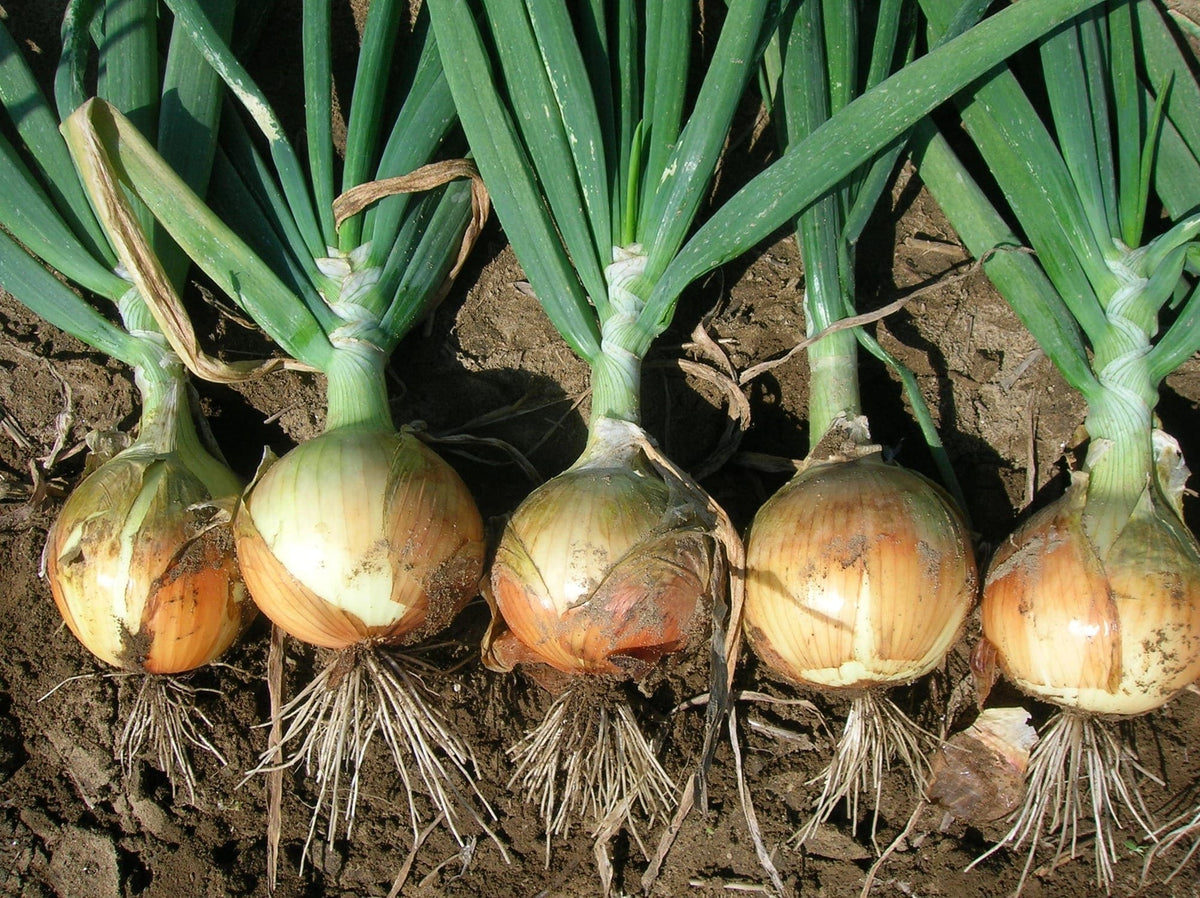 Photographie de Oignon espagnol jaune (Allium cepa ‘Delgado’), sélection proposée en semences W.H. Perron. Le visuel présente l’apparence de la plante ou de sa récolte et permet d’en observer les formes et les couleurs. Cette vue illustre les caractéristiques visibles de la sélection, dans une présentation destinée à accompagner son identification et à montrer son intérêt au jardin.