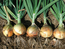 Photographie de Oignon espagnol jaune (Allium cepa ‘Delgado’), sélection proposée en semences W.H. Perron. Le visuel présente l’apparence de la plante ou de sa récolte et permet d’en observer les formes et les couleurs. Cette vue illustre les caractéristiques visibles de la sélection, dans une présentation destinée à accompagner son identification et à montrer son intérêt au jardin.