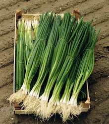 Photographie de Oignon à botteler bio (Allium fistulosum ‘Parade’), sélection proposée en semences W.H. Perron. Le visuel présente l’apparence de la plante ou de sa récolte et permet d’en observer les formes et les couleurs. Cette vue illustre les caractéristiques visibles de la sélection, dans une présentation destinée à accompagner son identification et à montrer son intérêt au jardin.