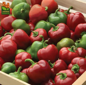 Photo de Poivron rouge 'Snackabelle' F1. La couleur caractéristique est : vert/ rouge. Les fruits présentent cette forme : ronde aplatie. Le visuel permet d'observer les contours, les teintes et la disposition des éléments présentés. Les détails de forme et les contrastes donnent un aperçu de l'apparence de cette plante ou de sa récolte.