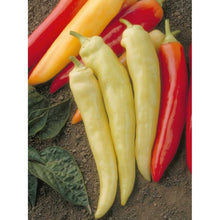 Photographie de Poivron (Capsicum annuum ‘Banane’), sélection proposée en semences W.H. Perron. Le visuel présente l’apparence de la plante ou de sa récolte et permet d’en observer les formes et les couleurs. Cette vue illustre les caractéristiques visibles de la sélection, dans une présentation destinée à accompagner son identification et à montrer son intérêt au jardin.