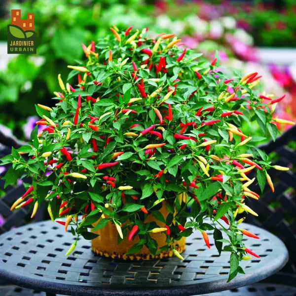 Photo de Piment fort 'Basket of Fire'. La couleur caractéristique est : orange à rouge vif. Les fruits présentent cette forme : cylindrique. Le visuel permet d'observer les contours, les teintes et la disposition des éléments présentés. Les détails de forme et les contrastes donnent un aperçu de l'apparence de cette plante ou de sa récolte.