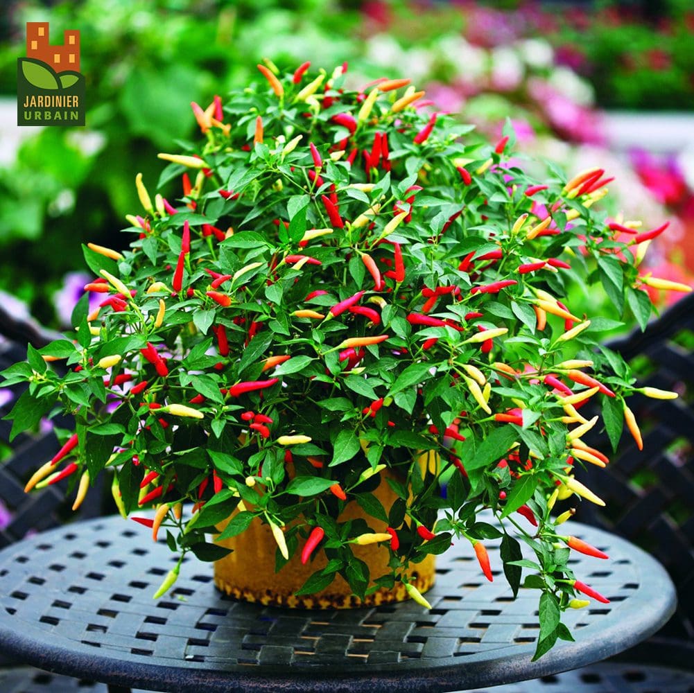 Photographie de Piment fort (Capsicum annuum ‘Basket of Fire’), sélection proposée en semences W.H. Perron. Le visuel présente l’apparence de la plante ou de sa récolte et permet d’en observer les formes et les couleurs. Cette vue illustre les caractéristiques visibles de la sélection, dans une présentation destinée à accompagner son identification et à montrer son intérêt au jardin.