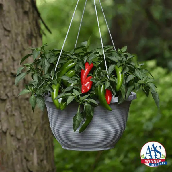 Photo de Piment fort 'Pot-A-Peno' F1. La couleur caractéristique est : vert. Les fruits présentent cette forme : conique. Le visuel permet d'observer les contours, les teintes et la disposition des éléments présentés. Les détails de forme et les contrastes donnent un aperçu de l'apparence de cette plante ou de sa récolte.