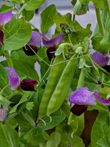 Photographie de Pois mange-tout (Pisum sativum var. macrocarpon ‘Little Snow Pea’), sélection proposée en semences W.H. Perron. Le visuel présente l’apparence de la plante ou de sa récolte et permet d’en observer les formes et les couleurs. Cette vue illustre les caractéristiques visibles de la sélection, dans une présentation destinée à accompagner son identification et à montrer son intérêt au jardin.