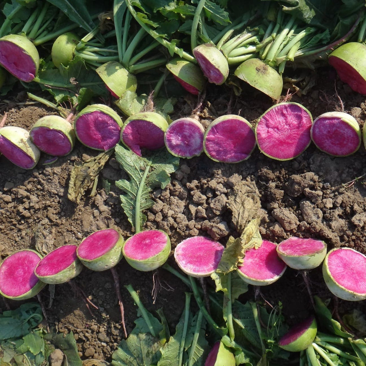 Photographie de Radis melon d'eau (Raphanus sativus ‘Rido Red’), sélection proposée en semences W.H. Perron. Le visuel présente l’apparence de la plante ou de sa récolte et permet d’en observer les formes et les couleurs. Cette vue illustre les caractéristiques visibles de la sélection, dans une présentation destinée à accompagner son identification et à montrer son intérêt au jardin.