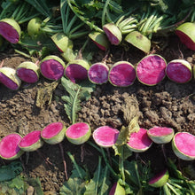 Photographie de Radis melon d'eau (Raphanus sativus ‘Rido Red’), sélection proposée en semences W.H. Perron. Le visuel présente l’apparence de la plante ou de sa récolte et permet d’en observer les formes et les couleurs. Cette vue illustre les caractéristiques visibles de la sélection, dans une présentation destinée à accompagner son identification et à montrer son intérêt au jardin.