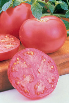 Photographie de Tomate rose (Solanum lycopersicum ‘Pink Girl’), sélection proposée en semences W.H. Perron. Le visuel présente l’apparence de la plante ou de sa récolte et permet d’en observer les formes et les couleurs. Cette vue illustre les caractéristiques visibles de la sélection, dans une présentation destinée à accompagner son identification et à montrer son intérêt au jardin.
