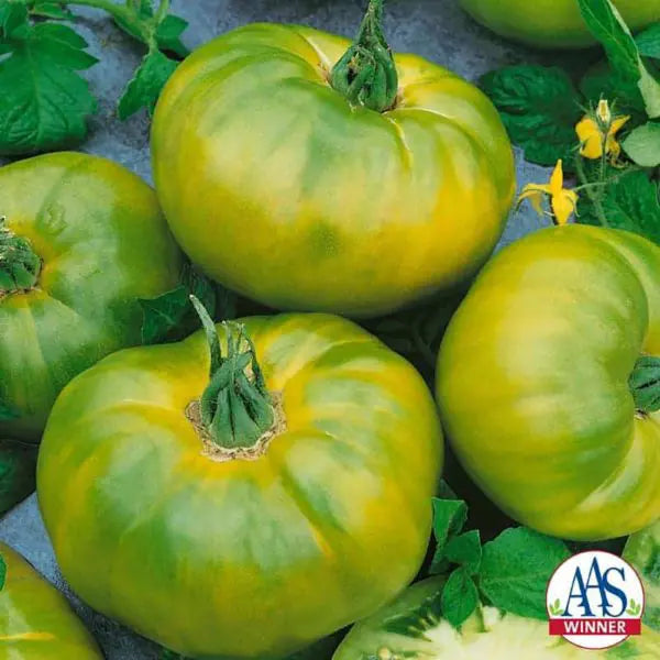 Photo de Tomate Chef's Choice Vert F1. La couleur caractéristique est : verte. Le visuel permet d'observer les contours, les teintes et la disposition des éléments présentés. Les détails de forme et les contrastes donnent un aperçu de l'apparence de cette plante ou de sa récolte. Cette photographie accompagne la variété nommée afin de l'identifier dans la sélection de semences.