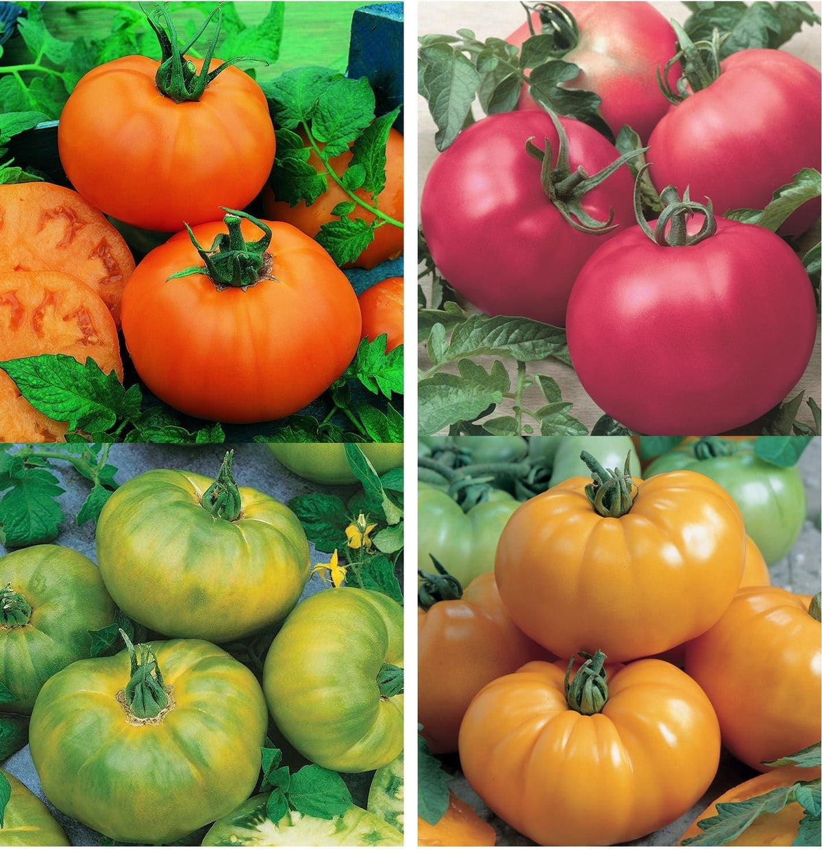 Photographie de Mélange de tomates (Solanum lycopersicum ‘Chef's Choice’), sélection proposée en semences W.H. Perron. Le visuel présente l’apparence de la plante ou de sa récolte et permet d’en observer les formes et les couleurs. Cette vue illustre les caractéristiques visibles de la sélection, dans une présentation destinée à accompagner son identification et à montrer son intérêt au jardin.