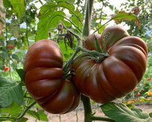 Photographie de Tomate brune (Solanum lycopersicum ‘Cappuccino’), sélection proposée en semences W.H. Perron. Le visuel présente l’apparence de la plante ou de sa récolte et permet d’en observer les formes et les couleurs. Cette vue illustre les caractéristiques visibles de la sélection, dans une présentation destinée à accompagner son identification et à montrer son intérêt au jardin.