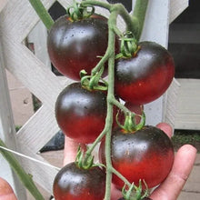 Organic 'Indigo Apple' Tomato