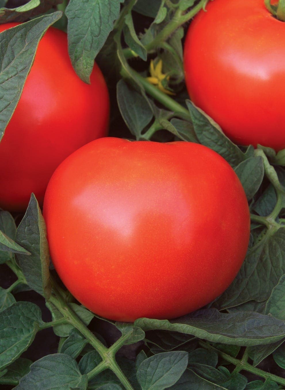 Photographie de Tomate rouge (Solanum lycopersicum ‘Mega Fantastique’), sélection proposée en semences W.H. Perron. Le visuel présente l’apparence de la plante ou de sa récolte et permet d’en observer les formes et les couleurs. Cette vue illustre les caractéristiques visibles de la sélection, dans une présentation destinée à accompagner son identification et à montrer son intérêt au jardin.
