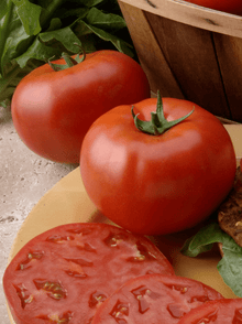 Photographie de Tomate rouge bio (Solanum lycopersicum ‘Beefsteak’), sélection proposée en semences W.H. Perron. Le visuel présente l’apparence de la plante ou de sa récolte et permet d’en observer les formes et les couleurs. Cette vue illustre les caractéristiques visibles de la sélection, dans une présentation destinée à accompagner son identification et à montrer son intérêt au jardin.