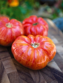 Photographie de Tomate du patrimoine rayée (Solanum lycopersicum), sélection proposée en semences W.H. Perron. Le visuel présente l’apparence de la plante ou de sa récolte et permet d’en observer les formes et les couleurs. Cette vue illustre les caractéristiques visibles de la sélection, dans une présentation destinée à accompagner son identification et à montrer son intérêt au jardin.