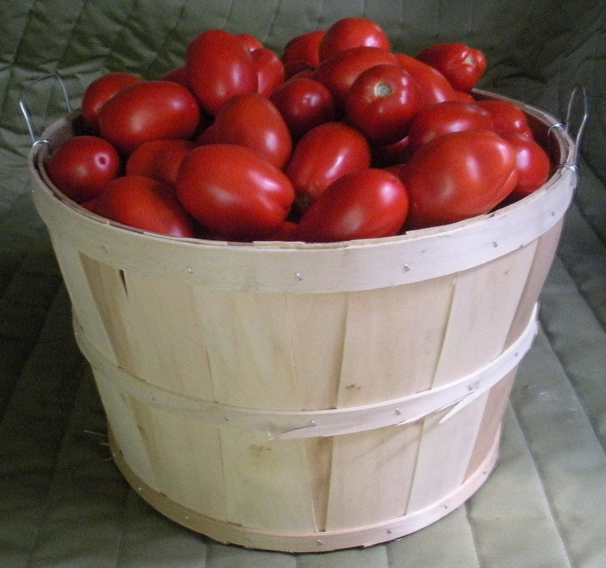 Photographie de Tomate italienne (Solanum lycopersicum ‘Plum Regal’), sélection proposée en semences W.H. Perron. Le visuel présente l’apparence de la plante ou de sa récolte et permet d’en observer les formes et les couleurs. Cette vue illustre les caractéristiques visibles de la sélection, dans une présentation destinée à accompagner son identification et à montrer son intérêt au jardin.