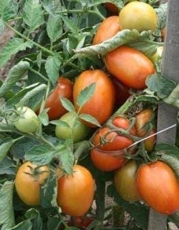 Photographie de Tomate italienne (Solanum lycopersicum ‘Plum Regal’), sélection proposée en semences W.H. Perron. Le visuel présente l’apparence de la plante ou de sa récolte et permet d’en observer les formes et les couleurs. Cette vue illustre les caractéristiques visibles de la sélection, dans une présentation destinée à accompagner son identification et à montrer son intérêt au jardin.