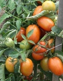 Photographie de Tomate italienne (Solanum lycopersicum ‘Plum Regal’), sélection proposée en semences W.H. Perron. Le visuel présente l’apparence de la plante ou de sa récolte et permet d’en observer les formes et les couleurs. Cette vue illustre les caractéristiques visibles de la sélection, dans une présentation destinée à accompagner son identification et à montrer son intérêt au jardin.