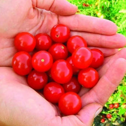 Tomate cerise Moncherry F1