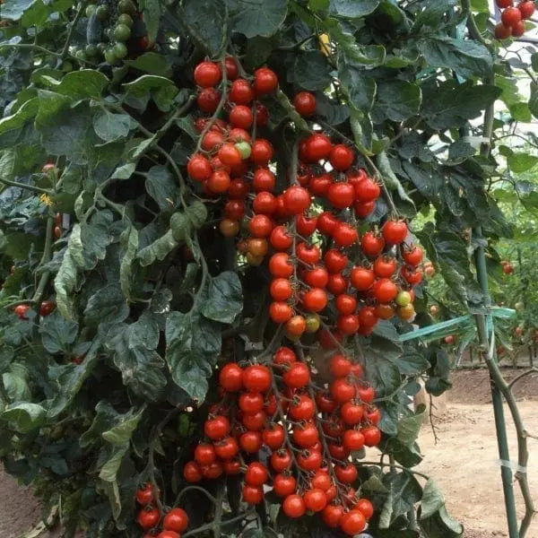 Photo de Tomate ‘Suncherry’ F1. Chaque grappe peut contenir environ 14 fruits, parfaits pour les salades ou à déguster directement au jardin. La couleur caractéristique est : rouge. Le visuel permet d’observer les contours, les teintes et la disposition des éléments présentés. Les détails de forme et les contrastes donnent un aperçu de l’apparence de cette plante ou de sa récolte.