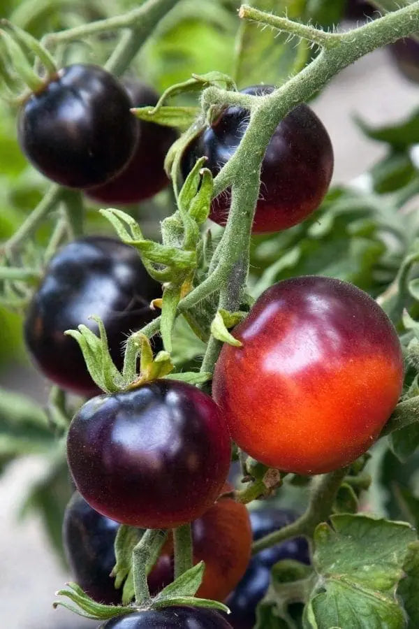 Photo de Tomate cerise Indigo Rose. La couleur caractéristique est : pourpre. Le visuel permet d'observer les contours, les teintes et la disposition des éléments présentés. Les détails de forme et les contrastes donnent un aperçu de l'apparence de cette plante ou de sa récolte. Cette photographie accompagne la variété nommée afin de l'identifier dans la sélection de semences.