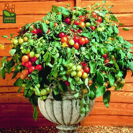 Tomate cerise Tumbler F1