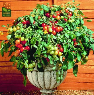 Photo de Tomate cerise Tumbler F1. La couleur caractéristique est : rouge. Le visuel permet d'observer les contours, les teintes et la disposition des éléments présentés. Les détails de forme et les contrastes donnent un aperçu de l'apparence de cette plante ou de sa récolte. Cette photographie accompagne la variété nommée afin de l'identifier dans la sélection de semences.