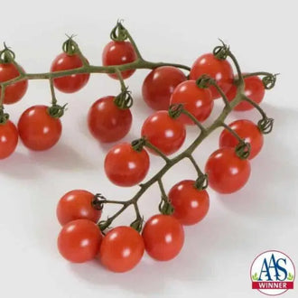 Photo de Tomate cerise Jasper F1. La couleur caractéristique est : rouge. Le visuel permet d'observer les contours, les teintes et la disposition des éléments présentés. Les détails de forme et les contrastes donnent un aperçu de l'apparence de cette plante ou de sa récolte. Cette photographie accompagne la variété nommée afin de l'identifier dans la sélection de semences.