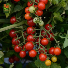 Photo de Tomate cerise Candyland F1. La couleur caractéristique est : rouge. Le visuel permet d’observer les contours, les teintes et la disposition des éléments présentés. Les détails de forme et les contrastes donnent un aperçu de l’apparence de cette plante ou de sa récolte. Cette photographie accompagne la variété nommée afin de l’identifier dans la sélection de semences.