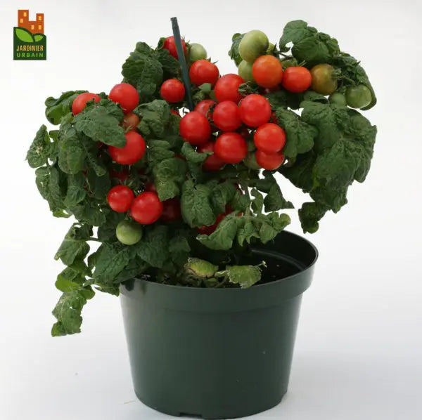Sweet'N'Neat F1 Scarlet Cherry Tomato