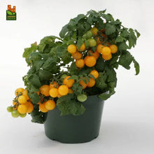 Sweet'N'Neat F1 Yellow Cherry Tomato