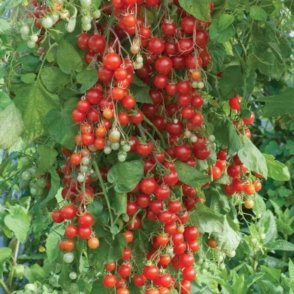 Photo de Tomate cerise Sweet Million F1. La tomate cerise Sweet Million F1 se distingue par sa production abondante et continue de petits fruits rouges, juteux et savoureux, tout au long de l’été. La couleur caractéristique est : rouge. Le visuel permet d’observer les contours, les teintes et la disposition des éléments présentés.