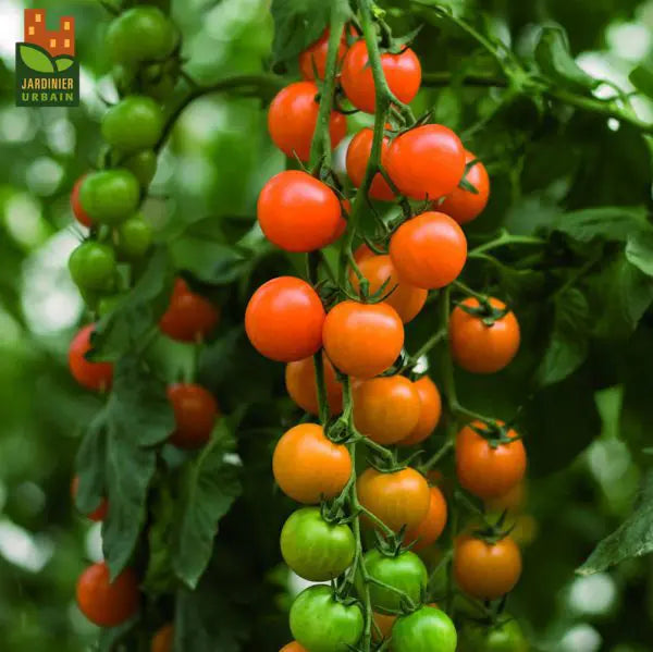 Photo de Tomate cerise Toronjina F1. La couleur caractéristique est : orange. Le visuel permet d'observer les contours, les teintes et la disposition des éléments présentés. Les détails de forme et les contrastes donnent un aperçu de l'apparence de cette plante ou de sa récolte. Cette photographie accompagne la variété nommée afin de l'identifier dans la sélection de semences.