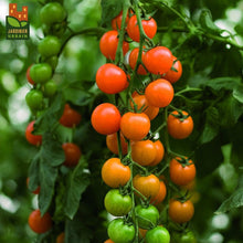 Photographie de Tomate cerise F1 bio (Solanum lycopersicum ‘Toronjina’), sélection proposée en semences W.H. Perron. Le visuel présente l’apparence de la plante ou de sa récolte et permet d’en observer les formes et les couleurs. Cette vue illustre les caractéristiques visibles de la sélection, dans une présentation destinée à accompagner son identification et à montrer son intérêt au jardin.