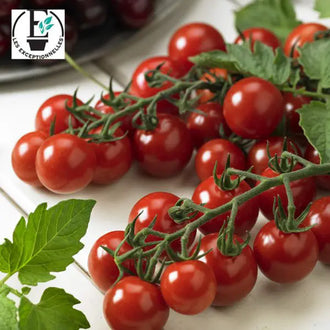 Photo de Tomate cerise Profi Frutti Cherry F1. La couleur caractéristique est : rouge. Le visuel permet d'observer les contours, les teintes et la disposition des éléments présentés. Les détails de forme et les contrastes donnent un aperçu de l'apparence de cette plante ou de sa récolte. Cette photographie accompagne la variété nommée afin de l'identifier dans la sélection de semences.