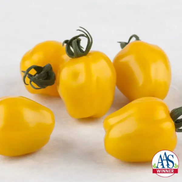 Photo de Tomate cerise Apple Yellow F1. La texture ferme et charnue des fruits est idéale pour une consommation fraîche ou en salade. La couleur caractéristique est : jaune. Le visuel permet d'observer les contours, les teintes et la disposition des éléments présentés. Les détails de forme et les contrastes donnent un aperçu de l'apparence de cette plante ou de sa récolte.