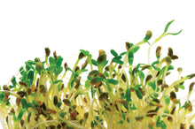 Photographie de Germe de luzerne bio (Medicago sativa), sélection proposée en semences W.H. Perron. Le visuel présente l’apparence de la plante ou de sa récolte et permet d’en observer les formes et les couleurs. Cette vue illustre les caractéristiques visibles de la sélection, dans une présentation destinée à accompagner son identification et à montrer son intérêt au jardin.