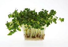 Photographie de Germe de radis daikon bio (Raphanus sativus var. longipinnatus), sélection proposée en semences W.H. Perron. Le visuel présente l’apparence de la plante ou de sa récolte et permet d’en observer les formes et les couleurs. Cette vue illustre les caractéristiques visibles de la sélection, dans une présentation destinée à accompagner son identification et à montrer son intérêt au jardin.