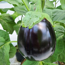 Eggplant 'Dario' F1