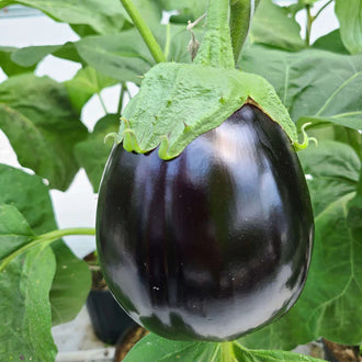 Semences Hortinova de Aubergine 'Dario' F1, produit destiné au potager et présenté pour identifier clairement le cultivar avant le semis. Vue 1 de l'emballage ou du produit, à utiliser comme repère visuel avec les conseils de culture, l'exposition, l'arrosage et la récolte indiqués dans la fiche française de Pépinière.ca. Pour Aubergine 'Dario' F1, des observations régulières permettent d'ajuster les soins aux conditions réelles du jardin.