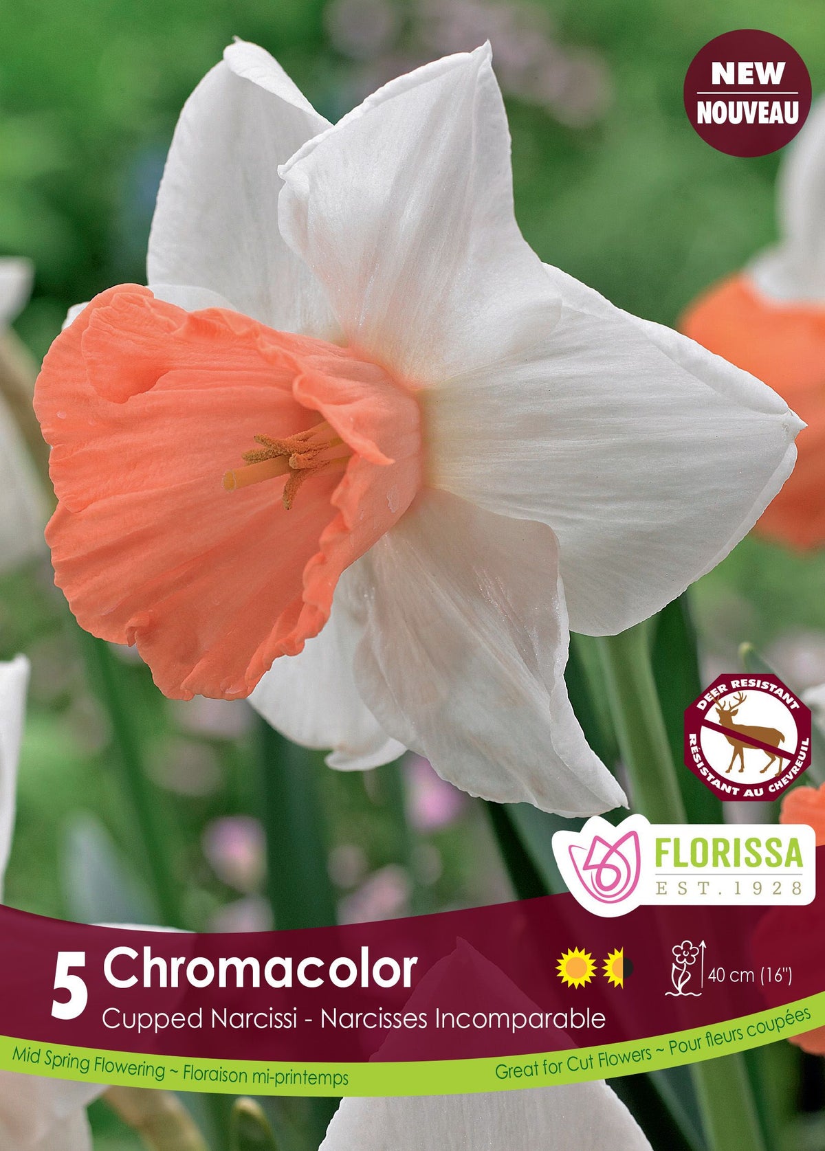 Narcisse Chromacolor ( Narcissus ) : un narcisse blanc à large trompette rose corail. Le visuel Florissa présente la plante et son nom dans la partie inférieure de l’étiquette. La photographie occupe presque toute la surface, tandis que le bandeau du bas rassemble les indications du produit. Cette vue permet de reconnaître son apparence et de distinguer la variété présentée.