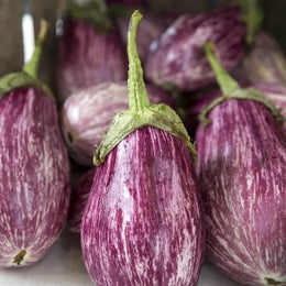 Aubergine  'Enzo' F1