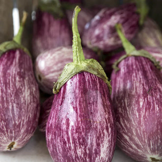 Semences Hortinova de Aubergine 'Enzo' F1, produit destiné au potager et présenté pour identifier clairement le cultivar avant le semis. Vue 1 de l'emballage ou du produit, à utiliser comme repère visuel avec les conseils de culture, l'exposition, l'arrosage et la récolte indiqués dans la fiche française de Pépinière.ca. Pour Aubergine 'Enzo' F1, des observations régulières permettent d'ajuster les soins aux conditions réelles du jardin.