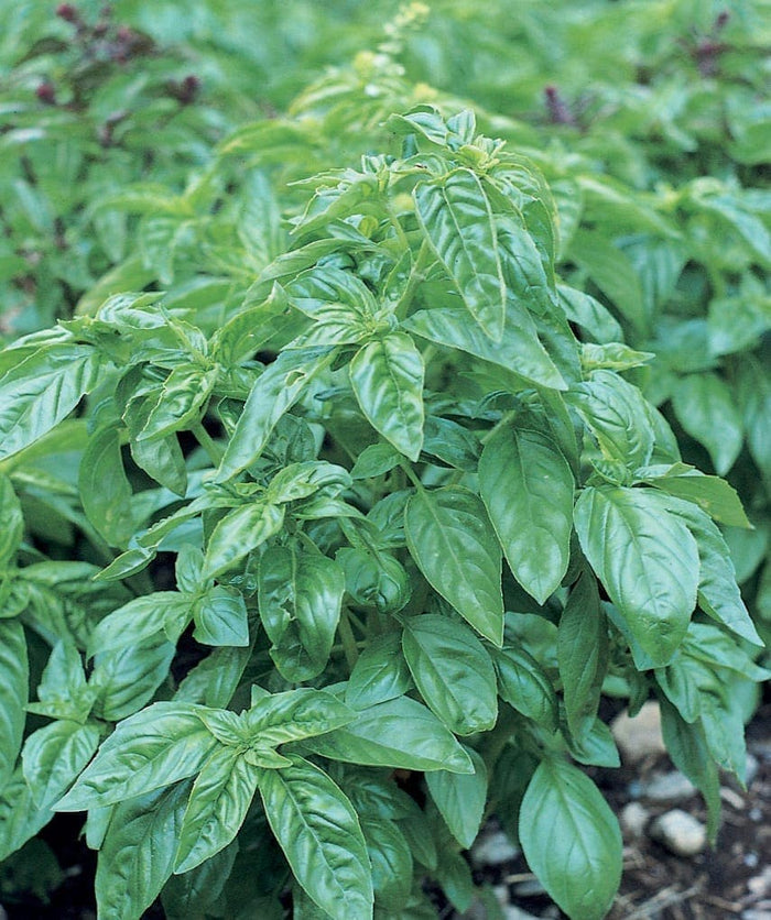 Basilic bio (<em>Ocimum basilicum</em> ‘Grand Vert’)