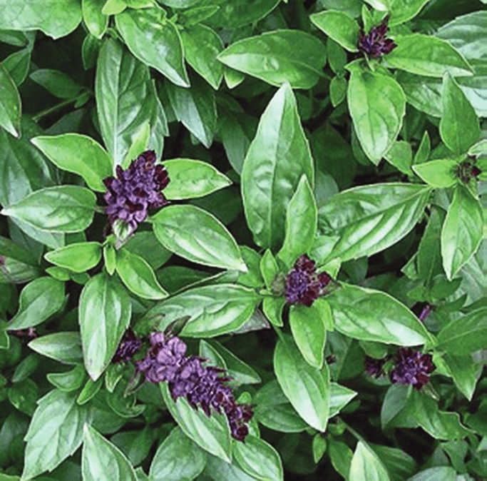 Photographie de Basilic cannelle (Ocimum basilicum), sélection proposée en semences W.H. Perron. Le visuel présente l’apparence de la plante ou de sa récolte et permet d’en observer les formes et les couleurs. Cette vue illustre les caractéristiques visibles de la sélection, dans une présentation destinée à accompagner son identification et à montrer son intérêt au jardin.