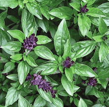 Photographie de Basilic cannelle (Ocimum basilicum), sélection proposée en semences W.H. Perron. Le visuel présente l’apparence de la plante ou de sa récolte et permet d’en observer les formes et les couleurs. Cette vue illustre les caractéristiques visibles de la sélection, dans une présentation destinée à accompagner son identification et à montrer son intérêt au jardin.