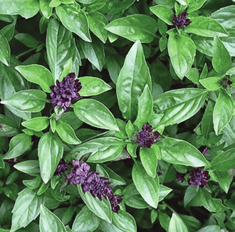 Photographie de Basilic cannelle (Ocimum basilicum), sélection proposée en semences W.H. Perron. Le visuel présente l’apparence de la plante ou de sa récolte et permet d’en observer les formes et les couleurs. Cette vue illustre les caractéristiques visibles de la sélection, dans une présentation destinée à accompagner son identification et à montrer son intérêt au jardin.