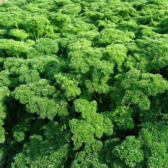Photo de Persil 'Astra'. Le visuel permet d'observer les contours, les teintes et la disposition des éléments présentés. Les détails de forme et les contrastes donnent un aperçu de l'apparence de cette plante ou de sa récolte. Cette photographie accompagne la variété nommée afin de l'identifier dans la sélection de semences.