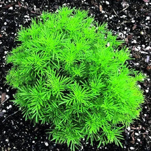 Marigold 'Dropshot'