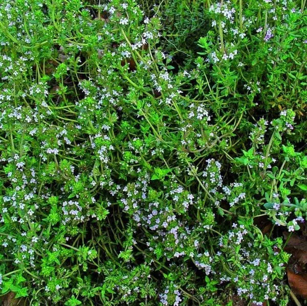 Photographie de Thym d'hiver (Thymus vulgaris), sélection proposée en semences W.H. Perron. Le visuel présente l’apparence de la plante ou de sa récolte et permet d’en observer les formes et les couleurs. Cette vue illustre les caractéristiques visibles de la sélection, dans une présentation destinée à accompagner son identification et à montrer son intérêt au jardin.